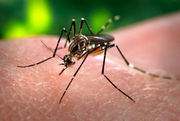 CDC photograph of an Aedes aegypti mosquito, by James Gathany, 2006. Documentary photograph; original source credited to CDC / James Gathany.